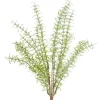 Spring Sprays^CRI Asparagus Fern Bundle