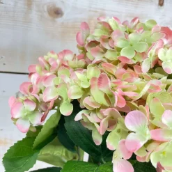 Sprays^CRI Blush And Green Hydrangea Bush