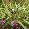 Spring^The Round Top Collection Bumble Bee Floral Pick