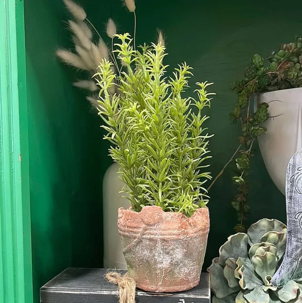 Table Decor^Regency Clay Pot With Herbs