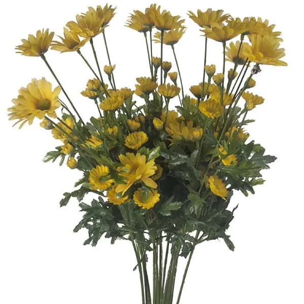 Floral^CRI Daisy Bundle