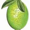 Focal Points^Craig Bachman Embossed Watercolor Lime