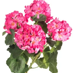 Floral Decor^CRI Geranium Bundle, Dark Pink