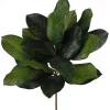 Picks^Craig Bachman Magnolia Leaf Bush Pick