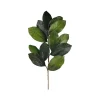 Greenery^Craig Bachman Magnolia Leaf Spray