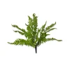 Spring Picks^CRI Medium Boston Fern