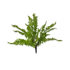Spring Picks^CRI Medium Boston Fern