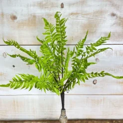Spring Picks^CRI Medium Boston Fern