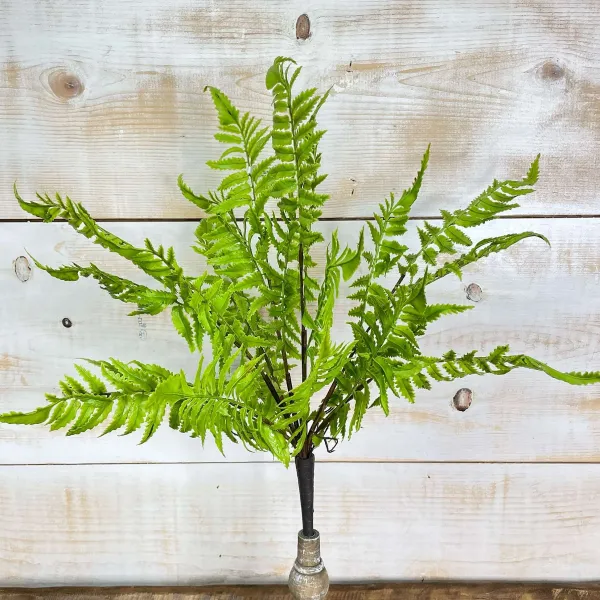 Spring Picks^CRI Medium Boston Fern