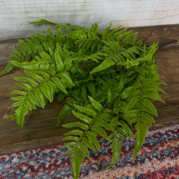 Spring Picks^CRI Medium Boston Fern