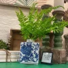 Picks^CRI Medium Boston Fern