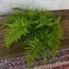 Spring^CRI Medium Boston Fern