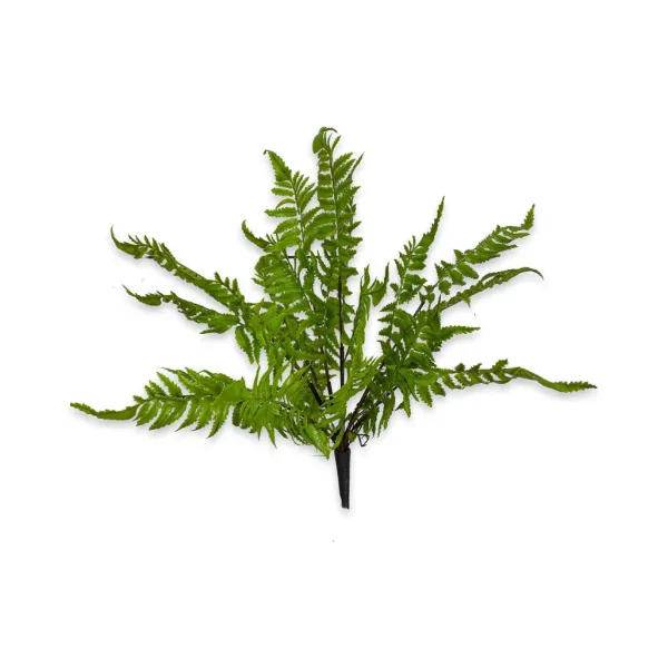 Spring^CRI Medium Boston Fern