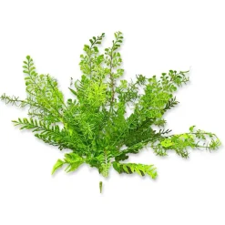 Spring Sprays^CRI Mixed Greens Spray