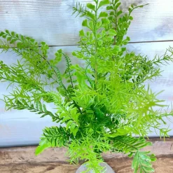 Floral Decor^CRI Mixed Greens Spray