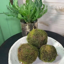 Greenery^CRI Moss Orb 5"