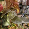 Floral^Creative Coop Platinum Glitter Magnolia Leaf Spray