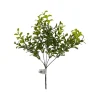 Greenery^CRI Privet Bush