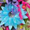 Creations^* Summer Sensation Teardrop