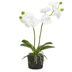 Spring^Two's Company White Butterfly Orchid