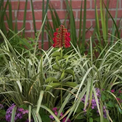 Pot Stakes^The Round Top Collection Wildflower Indian Blanket Stake