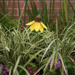 Spring^The Round Top Collection Wildflower Mexican Hat Flower Stake