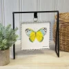 Wall Decor^The Round Top Collection Yellow Butterfly Mini Gallery Art