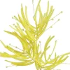 Spring^Craig Bachman Yellow Whisp Spray